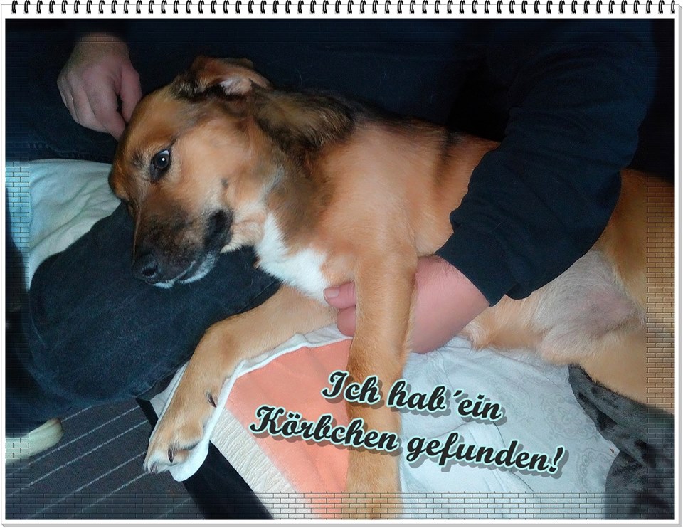 15056346_707751646045058_6587413175461803003_n