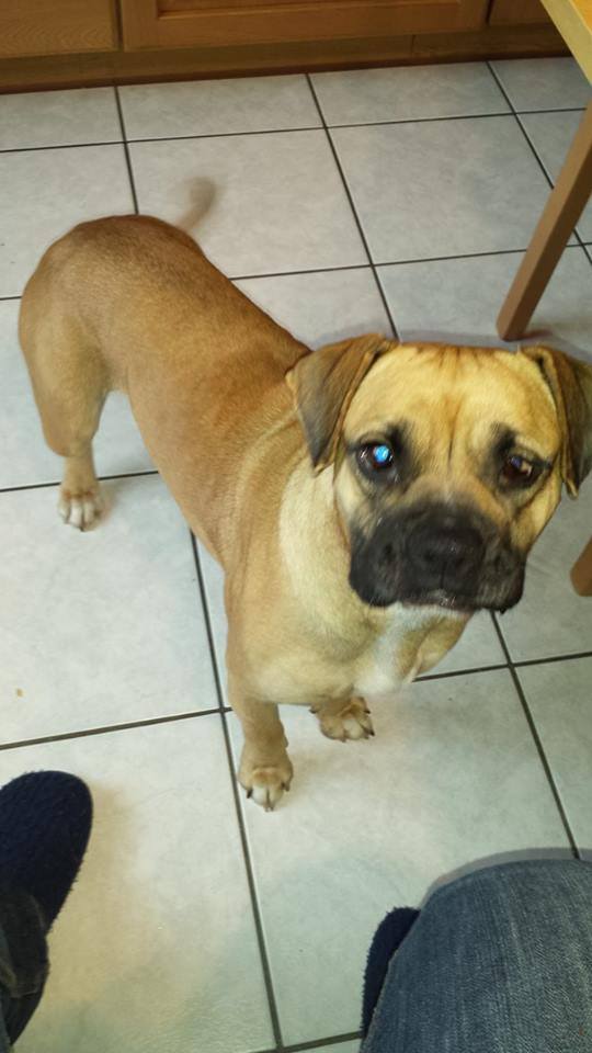 15241360_713717392115150_6087599208158885839_n