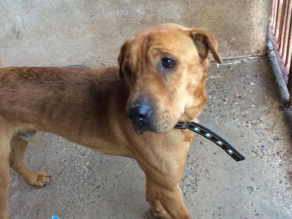 15283964_717212995098923_1299721153564185805_n