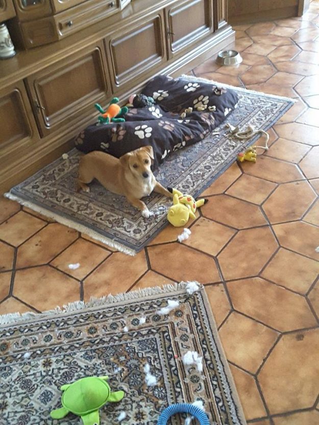 15326497_720870991399790_3268190330262367921_n