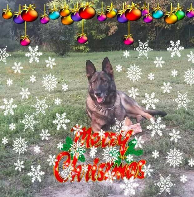 15622356_729848900501999_7367361216932414958_n