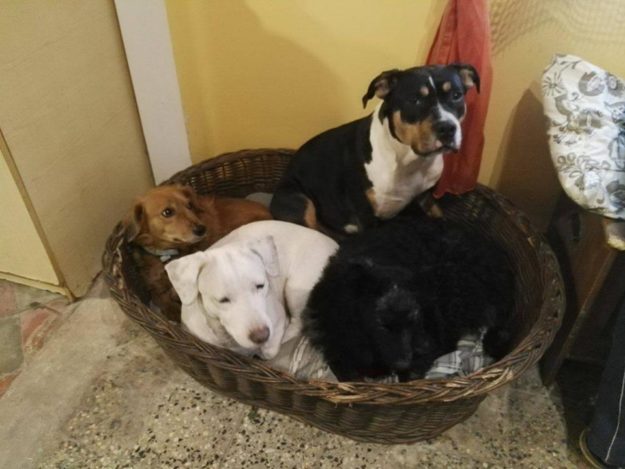 15825783_734227160064173_8465995499972941182_n