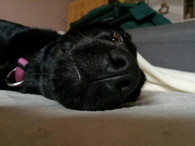 15871977_737866579700231_8004888787429931068_n