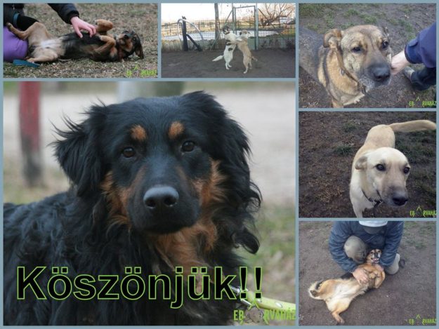 15894350_734754893344733_2075679157365845395_n