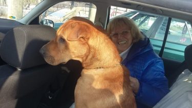 16115014_743320359154853_5591181188946528117_n