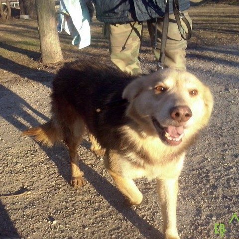 CooperII01 CooperII01