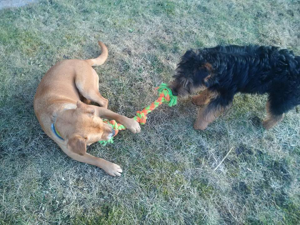 17190342_771548279665394_4739659195996913299_n