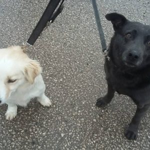 Timur2 Timur2
