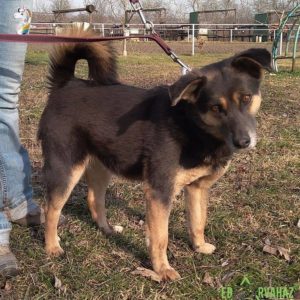 Törpilla2 Törpilla2