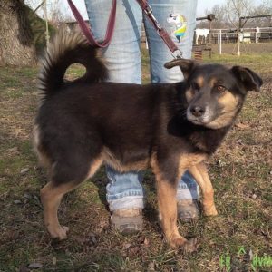 Törpilla3 Törpilla3