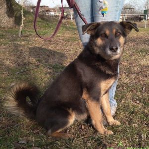 Törpilla4 Törpilla4