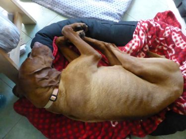 18010606_1488324631219331_630400733353520154_n