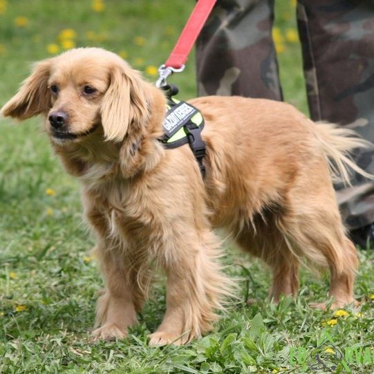 Cappuccino02 Cappuccino02