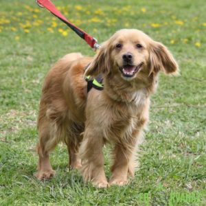 Capuccino01 Capuccino01