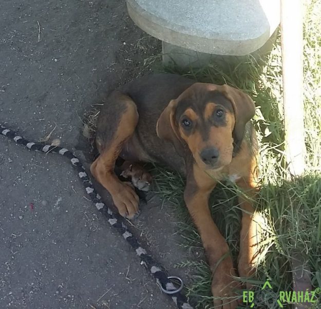 19024828_1478234992229145_41709640_o