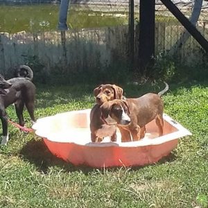 19072920_1478283328890978_1217560349_o 19072920_1478283328890978_1217560349_o