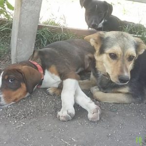 19074520_1478285052224139_625282934_o 19074520_1478285052224139_625282934_o