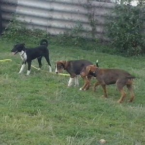 19074665_10155384331569347_1086930736_o 19074665_10155384331569347_1086930736_o