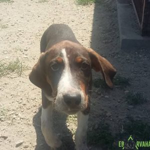 19197762_1483158885070089_239471765_o 19197762_1483158885070089_239471765_o