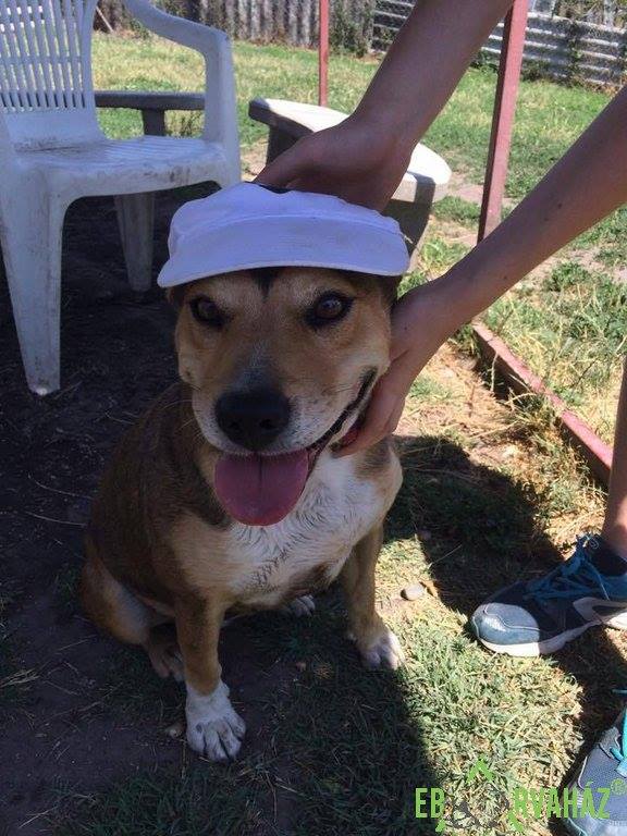 19429936_837227366430818_2592782338859844716_n