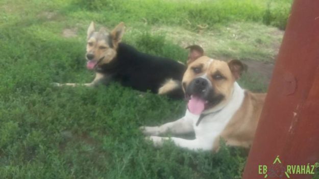 19601517_838776029609285_564431486404448661_n