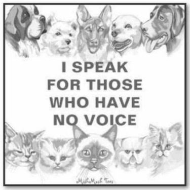 18275035_1877324702530951_6617737282271773795_n