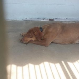 19400900_1491033814282596_1863825325_o