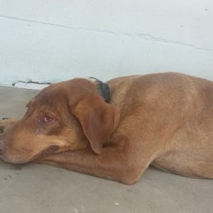 19403601_1491034034282574_1344618486_o