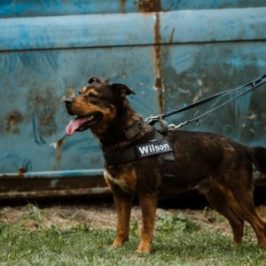 Wilson70_0 Wilson70_0