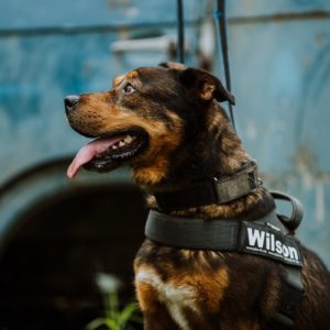 Wilson71_0 Wilson71_0