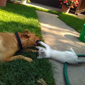 20664927_862689970551224_828986494423835144_n 20664927_862689970551224_828986494423835144_n