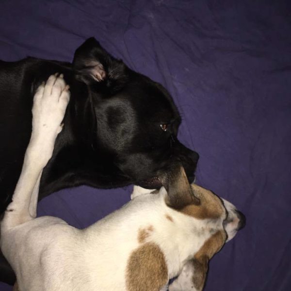 20768111_865130656973822_8739855658138535235_n