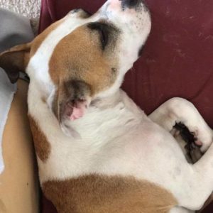 20800005_865130703640484_4420438906328467389_n