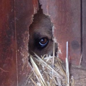 21078790_1707179572711621_4468354773818540441_n