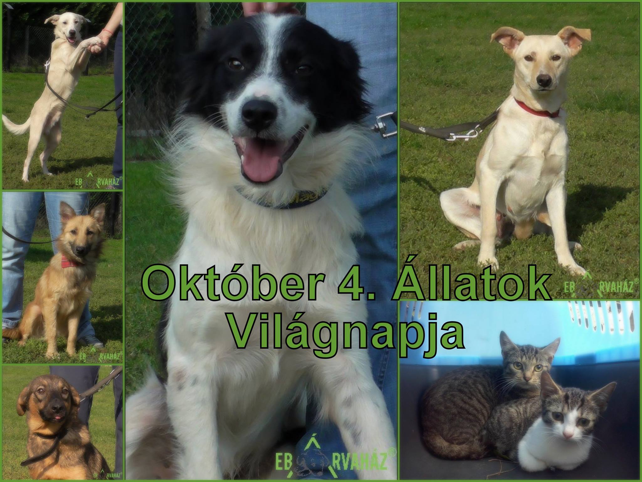 22181357_890839681069586_3338669705138729773_o