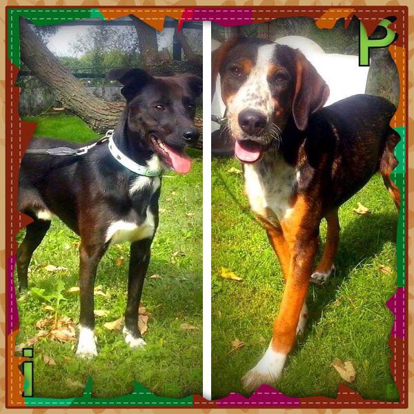 22192737_10214540375893653_2040178019_n