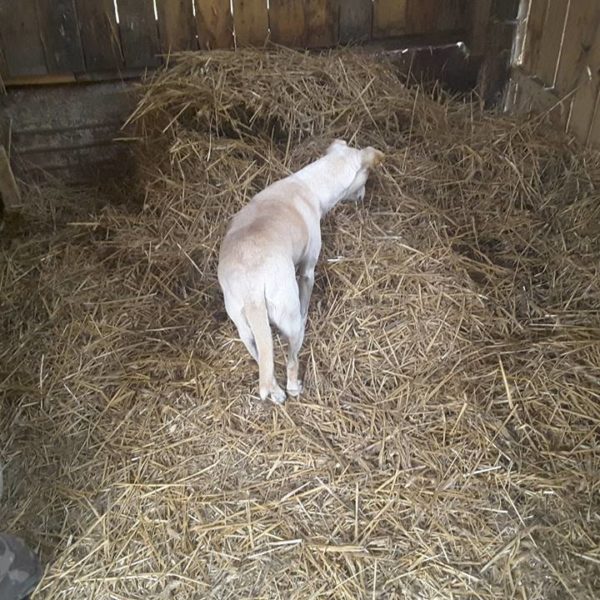 22688317_901103176709903_8265766033957308949_n