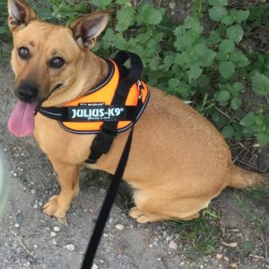 22788752_901117823375105_6465019839766621473_n