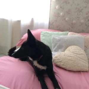 23658906_916258431861044_8535613557949118839_n