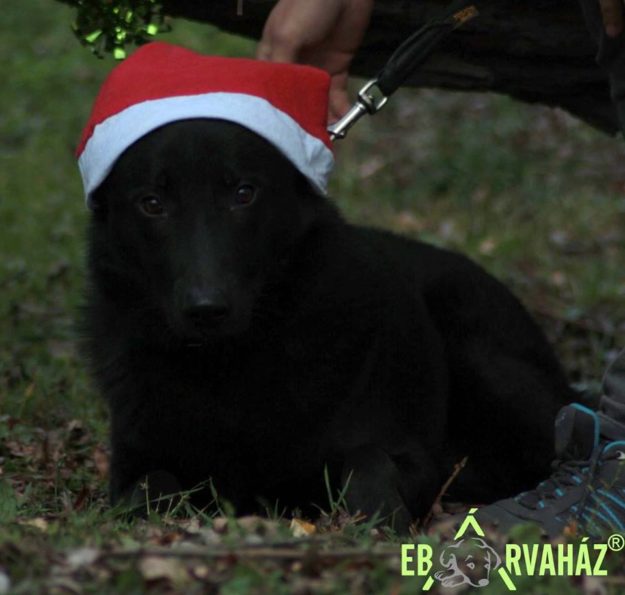 23380388_911094789044075_159490800410452404_n