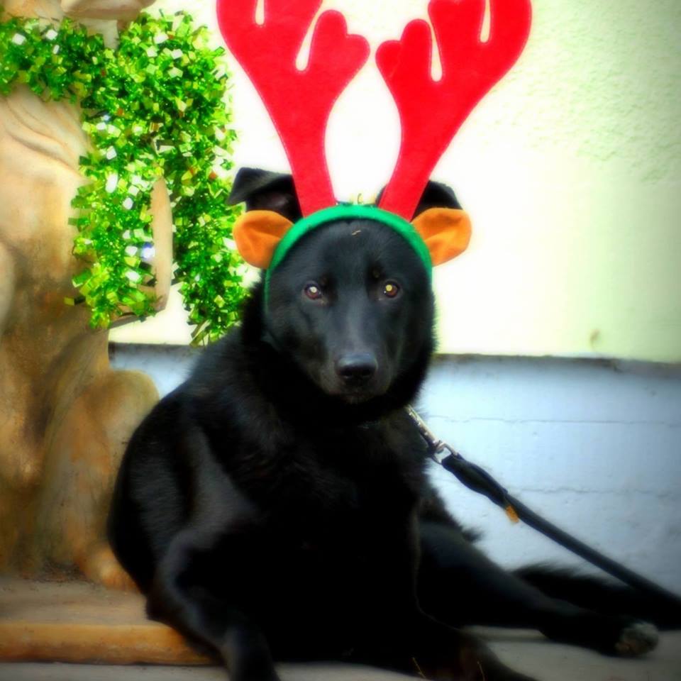 23517416_909088095911411_4518916913282626460_n