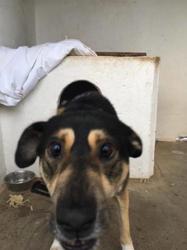 25498065_930265953793625_8168930456157874660_n