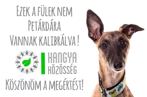 26168581_1556478471109971_7143080113702396146_n