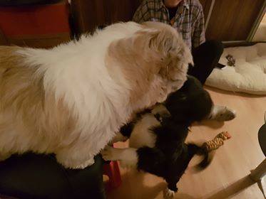 26113809_937277756425778_12650215151926247_n