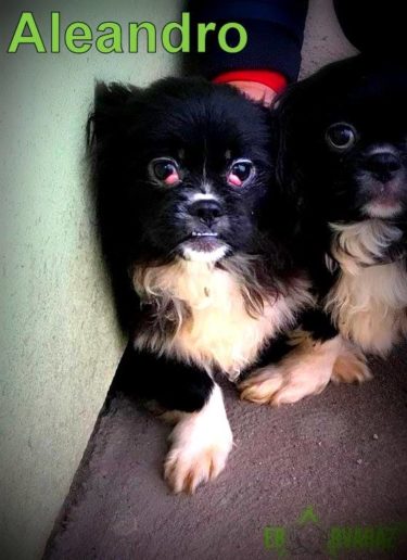 26219815_939307496222804_4789844473390117187_n