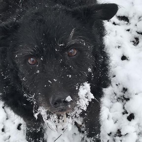 26805058_1378204512305076_7756587259810825564_n