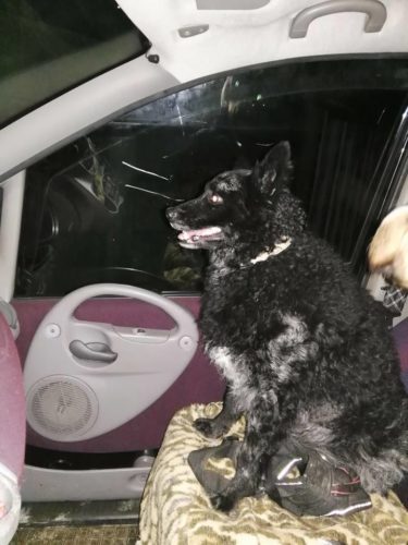 26814658_948308311989389_8139159795903661523_n