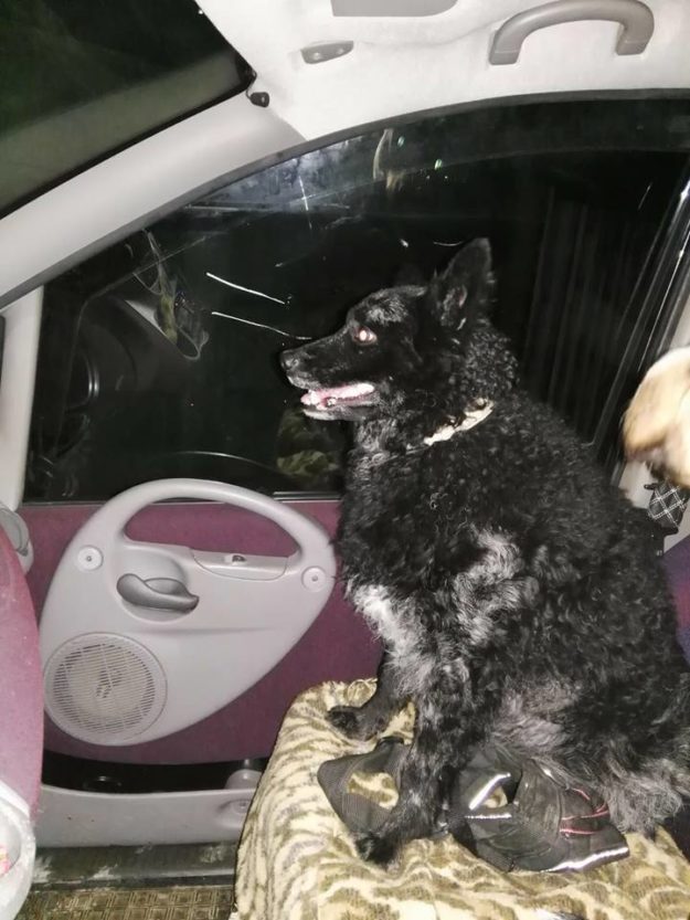 26814658_948308311989389_8139159795903661523_n