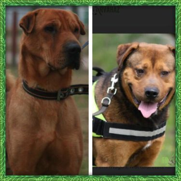 27394569_10215553508421333_1178078706_n