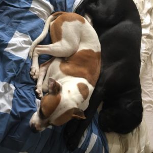 27545738_957406761079544_3459319680544318631_n